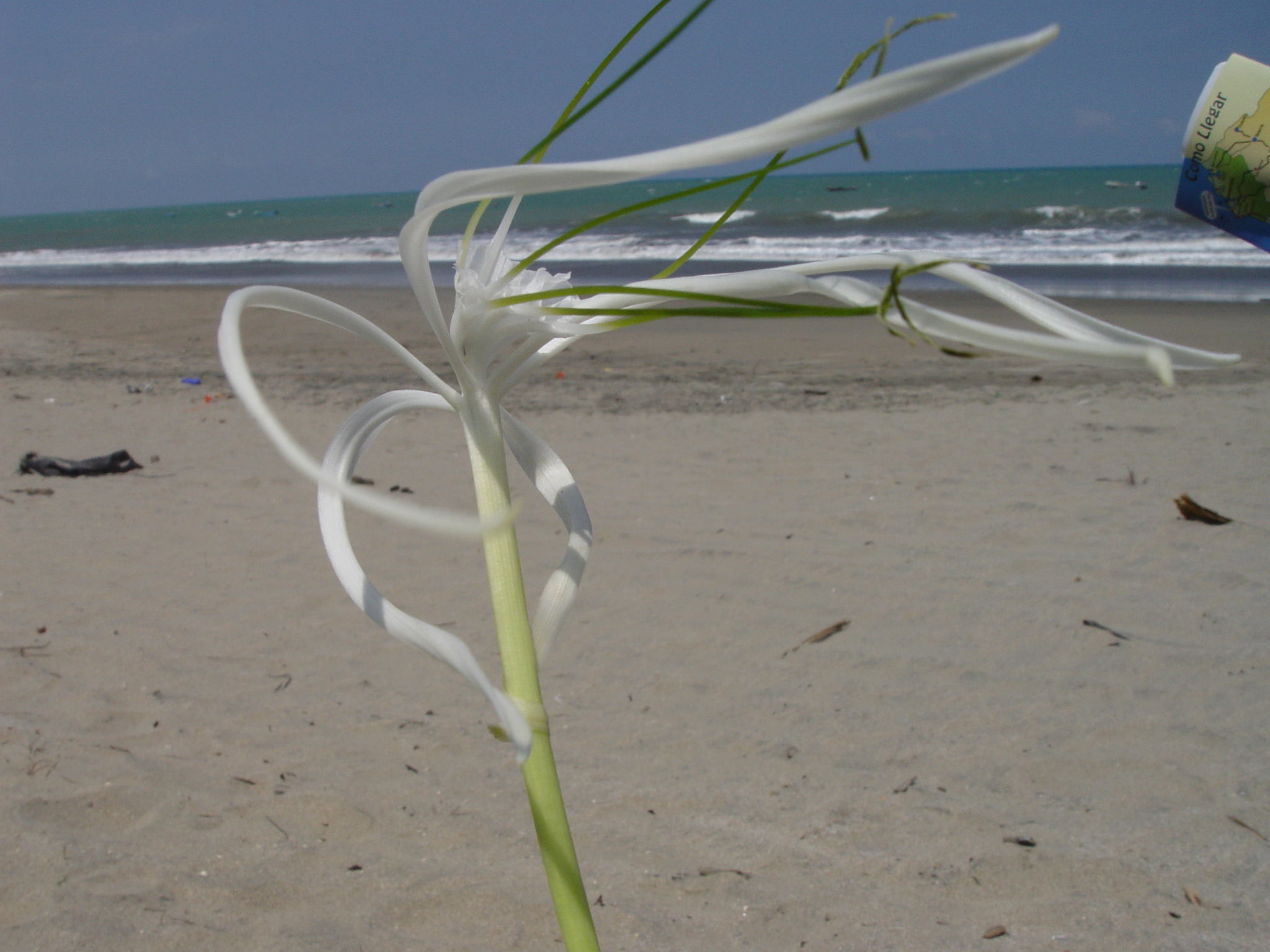 Hymenocallis littoralis
